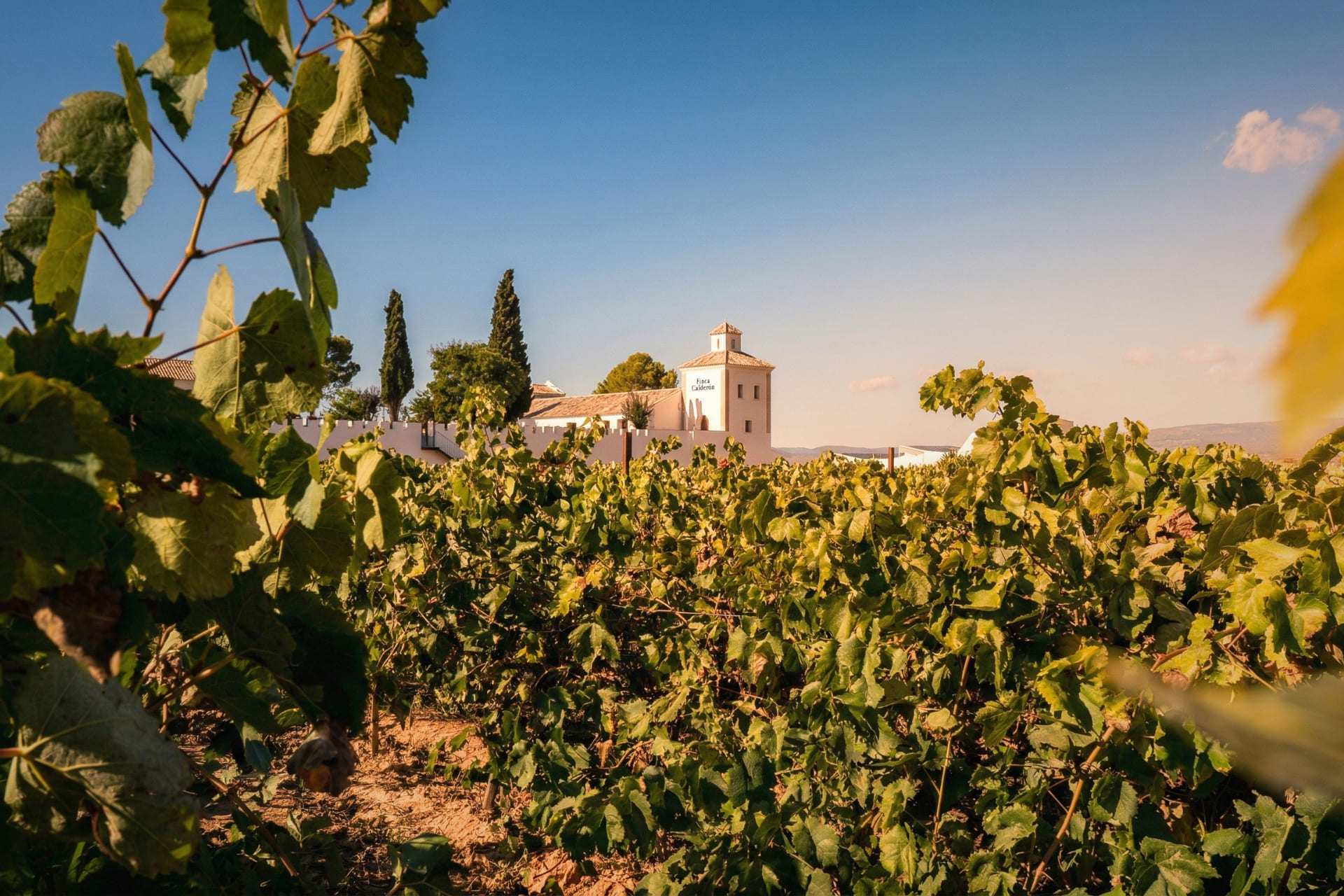 Paisaje de viñedos en primer plano con el edificio histórico de Finca Calderón Enoresort al fondo, un destino referente del turismo enológico en Valencia.